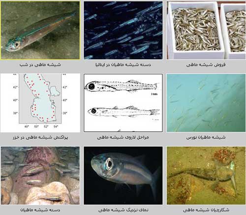خانواده گل آذین ماهیان (Atherinidae)