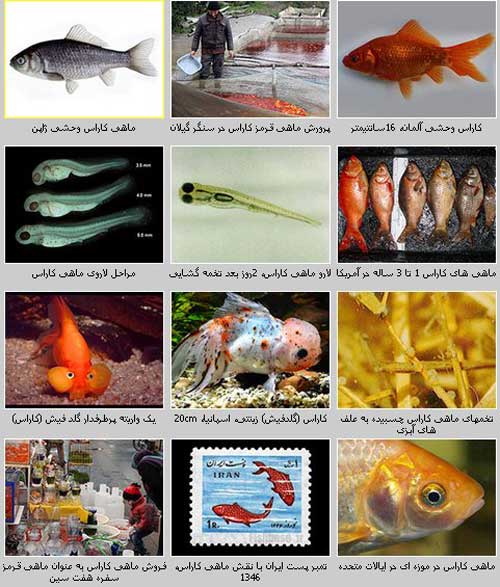 گونه کاراس (گلدفیش)(Carassius auratus)