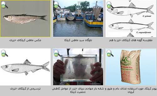کیلکای خزر Clupeonella caspia