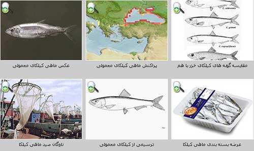 کیلکای معمولی Clupeonella cultiventris