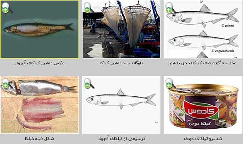 کیلکای آنچوی Clupeonella engrauliformis