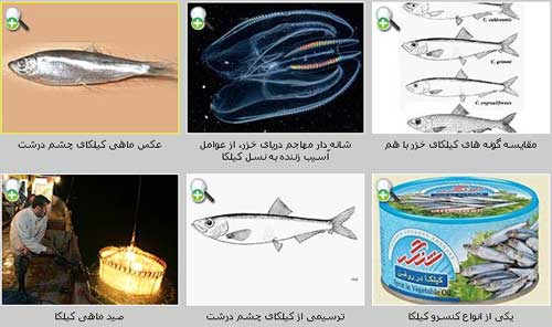 کیلکای چشم درشت Clupeonella grimmi