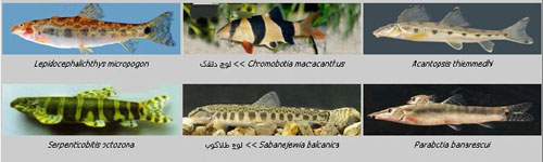 خانواده رفتگر ماهیان (Cobitidae)