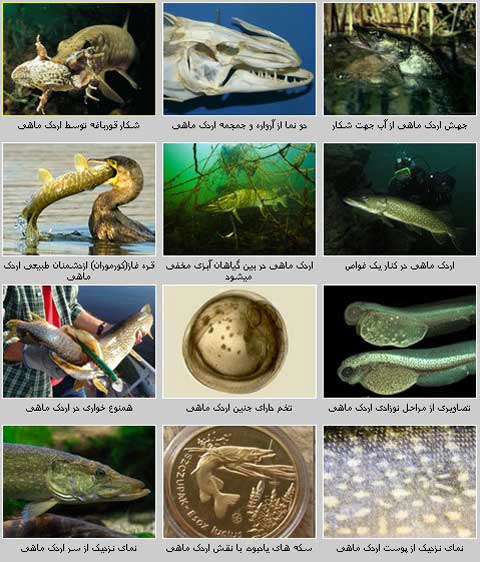 خانواده اردک ماهیان (Esocidae)