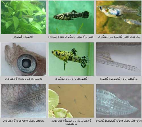 گامبوزیا Gambusia holbrooki