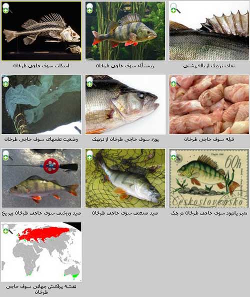 سوف حاجی طرخان  Perca fluviatilis