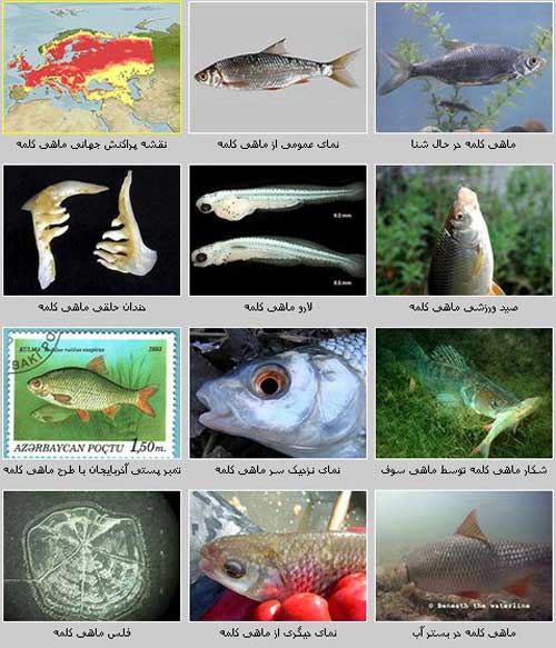 گونه ماهی کلمه خزر( Rutilus rutilus )