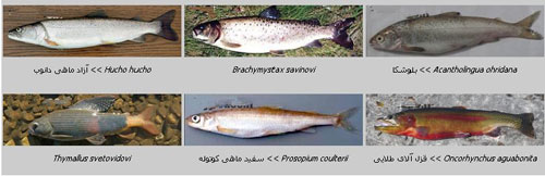 خانواده آزادماهیان (Salmonidae)