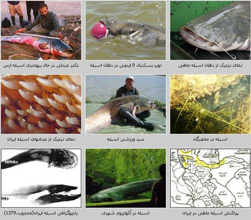 اسبله  Silurus glanis 