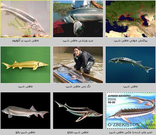 ماهی شیپ Acipenser nudiventris