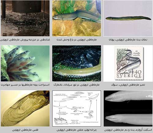 خانواده مارماهیان (Anguillidae)