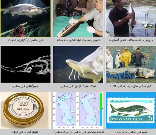 بلوگا ، فیل ماهی Husu huso